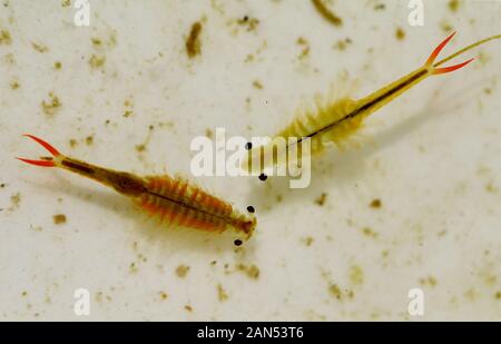 --File -- Il primaverile fata pool di gamberetti, o Anostraca è visto nella città di Lianyungang, est cinese della provincia di Jiangsu, 2 luglio 2019. Foto Stock