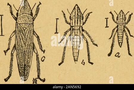 Un preliminare introduzione allo studio della entomologyTogether con un capitolo sui mezzi di ricorso, o i metodi che possono essere utilizzati nella lotta contro gli insetti dannosi; l'insetto nemici del melo e i suoi frutti e gli insetti nemici di grani piccoli . La fio. 8L-Jassus in-imicus. [Osborn. La Fia. 82.Osborn.] -Diedrocepliala viollipes. [Dopo Foto Stock