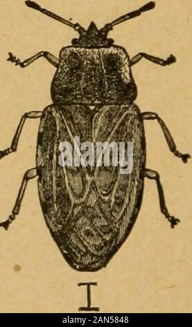 Un preliminare introduzione allo studio della entomologyTogether con un capitolo sui mezzi di ricorso, o i metodi che possono essere utilizzati nella lotta contro gli insetti dannosi; l'insetto nemici del melo e i suoi frutti e gli insetti nemici di grani piccoli . Foto Stock