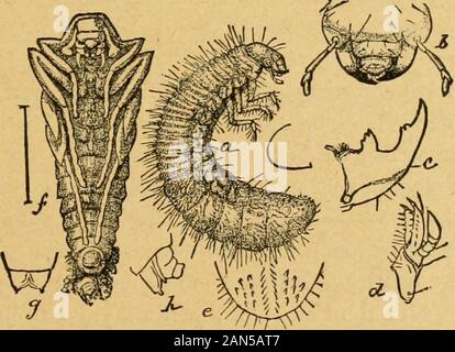 Un preliminare introduzione allo studio della entomologyTogether con un capitolo sui mezzi di ricorso, o i metodi che possono essere utilizzati nella lotta contro gli insetti dannosi; l'insetto nemici del melo e i suoi frutti e gli insetti nemici di grani piccoli . La storia naturale di questo insetto può essere brevemente indicato come fol-Bassi: Secondo Harris, il coleottero femmina depone le uova, finoal numero di circa trenta, circa la metà di luglio, a depthof da uno a due pollici al di sotto della superficie del terreno.Egli non è stato il luogo preferito per l'ovoposizione, ma nella nostra ex-perience il larv88 sono specialmente abuudant Foto Stock