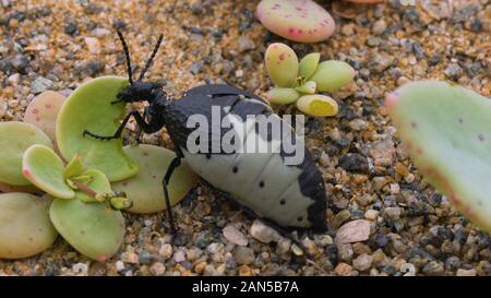 Ripresa macro di un coleottero femmina divorando una foglia di aloe nel deserto di atacama Foto Stock