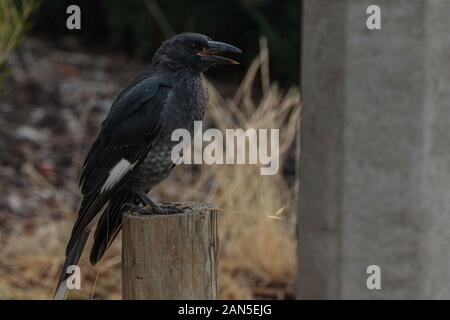 Pied Currawong capretti su un post a Hughes-Garran, ACT, Australia su una mattina d'estate nel dicembre 2019 Foto Stock