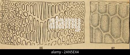 Introduzione ai fondi strutturali e di botanica sistematica e fisiologia vegetale, : essendo un quinto e revedof il testo botanico-libro illustrato con oltre milletrecento xilografie . tlS 108. Le piante di un singolo piano o strato di cellule. Le figure 18-22 mostrano come una pianta di una singola cella sferica può moltiplicare, mediante ripetute FIG. 95. Un pezzo di Delesseria Leprieurei, dal fiume Hudson, di due volte la dimensione naturale.96. Una porzione di tutta la larghezza della stessa, più ingrandita, per mostrare il struc cellulare-ture. Le cellule sono spesse pareti gelatinoso; quelli ui medio sono allungate, quei margini versola ro Foto Stock