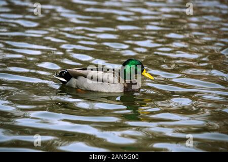 Un maschio Mallard Duck che si diletta nello Stagno di Owen Park a Tulsa, Oklahoma Foto Stock