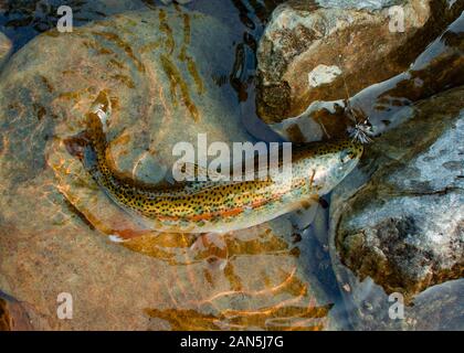 Un bellissimo redband nativo della trota arcobaleno catturati su una zanzara dry fly, sulla forcella del nord di Callahan Creek, a ovest di Troy, nella contea di Lincoln, Montana. Foto Stock