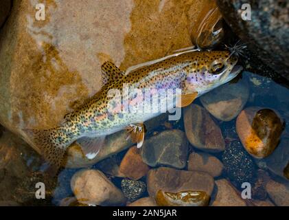 Un bellissimo redband nativo della trota arcobaleno catturati su una zanzara dry fly, sulla forcella del nord di Callahan Creek, a ovest di Troy, nella contea di Lincoln, Montana. Foto Stock