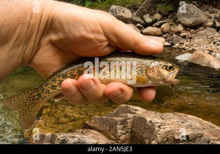 Una trota iridea rossa nativa catturata su un corpo di filo di ossanima di pernice inversa hackle wet fly, sul torrente Callahan, ad ovest di Troy, Montana Foto Stock