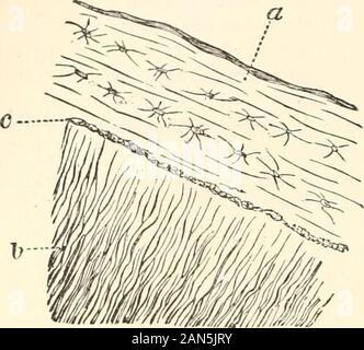 Un manuale di fisiologia umana, compresa l'istologia e anatomia microscopica, con particolare riferimento ai requisiti di medicina pratica . f theenamel come structureless completamente la membrana 1 - 2 fj. di spessore, ma abbastanza in youngteeth presenta una struttura epiteliale ed è derivata dalla epitheliallayer esterno di smalto-organo. Il cemento (John Hunter, 177S) o crusta petrosa, è un sottile strato di copertura ofbone il fang (Fig. 125, a). La lacune ossee comunicare directlywith i tubuli dentinali del fang. Haversian canali e lamellaj sono onlyfound dove lo strato di cemento è spessa Foto Stock