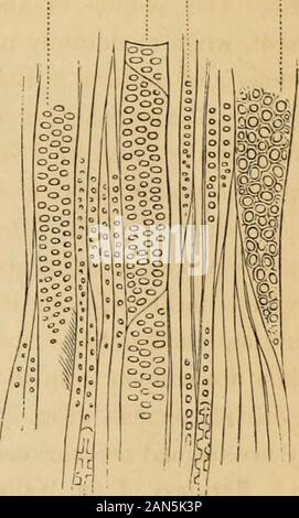 Introduzione ai fondi strutturali e di botanica sistematica e fisiologia vegetale, : essendo un quinto e revedof il testo botanico-libro illustrato con oltre milletrecento xilografie . * Vedere Siilimans American ufficiale della scienza e delle arti, la nuova serie, Vol. I. FIG. 31. Sezione trasversale ingrandita di una piccola porzione del cuore-legno del piano-tree (orButtonwood Platanus occidentalis). 32. Una corrispondente sezione longitudinale, parallelo conla circonferenza un, tratteggiate tessuto legnoso ; le estremità inferiori delle due celle a cui theletters sono annesse sono suddivisi in senso longitudinale in modo da mostrare la spessa in modo irregolare Foto Stock