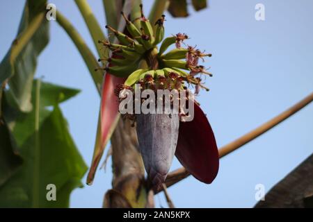 Fioritura di banane e giovani banane verdi appese sull'albero con petali e fiori contro il cielo blu Foto Stock