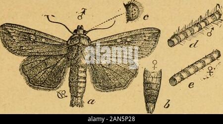 Un preliminare introduzione allo studio della entomologyTogether con un capitolo sui mezzi di ricorso, o i metodi che possono essere utilizzati nella lotta contro gli insetti dannosi; l'insetto nemici del melo e i suoi frutti e gli insetti nemici di grani piccoli . INSEC r i nemici di piccoli grani. 229 sylvatica Harr.); la caduta Worm Web [Hyphantria textor Harr.);e uno o due altri.. Foto Stock