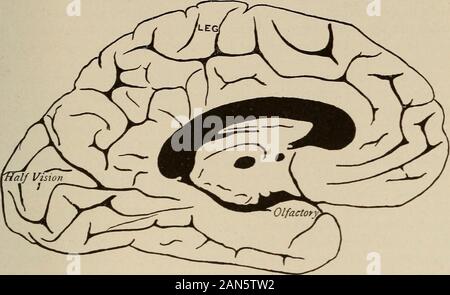 Malattie Nervose e Mentali . n era precedentemente pensato. I gruppi funzionali di skeletalmuscles sono rappresentati in precentral o ascendente convolu frontale-zione dalla estremità inferiore della fessura Rolandos fino alla mezzeria del cervello,e in una certa misura sulla superficie mediale dell'emisfero in un con-tinuous zona ristretta. Il fondo della fessura di Rolando sharplybounds motore zona dietro e si estende in avanti a non superare thewidth del precentral gyre. Liepman - e Wilson ^ hanno mostrato in modo conclusivo che la capacità toperform esperti movimenti con gli arti risiede nel primo un Foto Stock