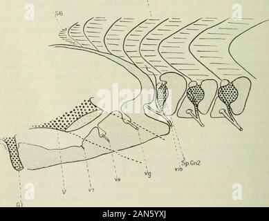 Rivista trimestrale di microscopiche scienza . 20 mm. embrione. Text-fig. 10. ,Sio. 60mm. fase. Vista della regione occipitale. Tre rootsare ventrale incluso nel cranio, V 1-r •. e la successiva. V 10. si unisce un dorsalroot per formare il primo nervo misto. Testa di SQUALUS 467 arch così che essa non viene inclusa nel cranio. Le sue fibre jointhose del ganglio spinale per formare il primo nervo misto,rami di cui ho ripercorso la decima somite. Sincethe ottavo somite è l'ultimo dei segmenti di vago il ninthis morfologicamente il primo spinale o post-vagali (nel caso ofSqualus incluso nel sk Foto Stock