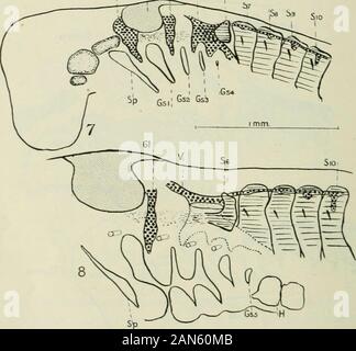 Rivista trimestrale di microscopiche scienza . 8 mm 10 mm serie di diajgrammatic reconfltructiona di embrioni di (egli lengthsof 4-f&GT;, :),(;, Jt 8, ed ecco mm. nella stessa scala. Il rudi-naents del nervo facciale sono uniti da una linea tratteggiata, la corrèze-sponding somiti dei diversi embrioni mediante linee tratteggiate. K k 2 464 G. RYLAXDS DE BEER 2 e 1 (che sarà prelevata in servizio del bulbo oculare),acquisire una più posizione anteriore. Analogamente il più indietro somiti, 6, 7, &c, spostare relativelybackwards. Misurando somiti nella regione dell'fifthand sesto, si può vedere che th Foto Stock