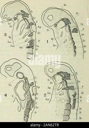 Rivista trimestrale di scienze microscopiche . con la questione della responsabilità nella regione dell'arco ioide, e whichsomite forma il primo myotome permanente. Questo è un breve descrizione della regione occipitale, per il confronto mirato dell'estensione della regione cranica in Squalus e Scyllium. Il lavoro è stato svolto nel Dipartimento di ComparativeAnatomia di Oxford. Al professor Goodrich, per consigli e incoraggiamento, desidero ringraziare. Ho avuto il privilegio di consultare il professor Xeal di persona e lui, per preziosa assistenza e materiale, esprimo il mio d Foto Stock