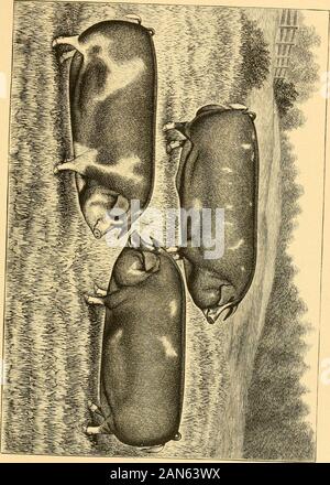 Le razze di stock in tempo reale e i principi dell'eredità .. . Un gruppo di giovani della Polonia-CINA suina. Per coloro che sono stati frequentatori delle principali fiere andstock mostra della grande porco-produrre membri durante il lasttwenty anni non vi è stata alcuna familiarità in vista di raccordocon il suino presenta rispetto alla raccolta di Poland-China swineshown da A. C. Moore, del Cantone, 111. Pur non essendo uno dei veryearliest tra i miglioratori di questa razza, ancora il sig. Moores expe-rience risalgono verso il suo inizio, e che è incerto se anyman vive ora è stato più accuratamente identificati con t Foto Stock