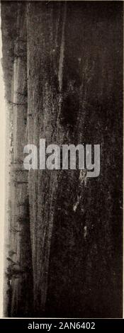 Il deserto trail; o il venture e avventure della Pennsylvania gli operatori sul percorso di Allegheny, con alcuni nuovi annali del vecchio West e le registrazioni di alcuni uomini forti e pessimi . dell'Ohio, all'inizio del 1745, e ha iniziato thesettlement di questa città di Es-kip-pa-ki-thi-ki. La prosperità thecolony hanno partecipato per due o tre anni, ma delle bande girovaghe di Northern Indiansfound fuori la loro nuova posizione, e ucciso e molestato continuamente.Il Shawanoes delle forche di Ohio audizione di questi attacchi su theirwayward fratelli e commiserating loro disgrazie, sollecitato theirspeedy ritorno; Foto Stock