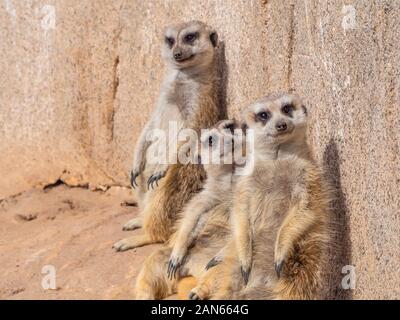 Una famiglia di divertenti meerkats appoggiato su una parete Foto Stock