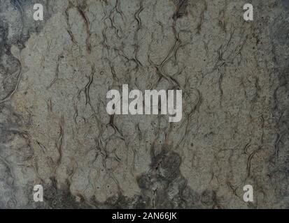 Natura bianco legno radica di texture di sfondo, legno esotico bellissima con schema naturale Foto Stock