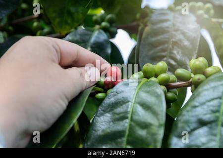 Bacche di caffè su albero con agricoltore mano. Foto Stock