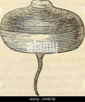 Dreer giardino del calendario 1872 . r pastinaca. Rosso lungo, Mangel WiirtzeL Inizio 3cr.rlot Glive. Viola o Esd Top rapa. Eubbard Squash. Per la nuova varietà, vedere pagina 30. DREER^S GARDEN CALENDARIO 25 pomodoro. Pomodori, FK. Tomats, Span. Liebes Apfel, Gek. Precoce supplementari di rosso, per oz. 40 cts. Grande giallo, per pre- Ctkneral concedere, 50 * servire, per oz 40 cts. TiLDEN, ** 40 * prugna gialla, per pre- cuochi preferito, * 40 ^ serve, per oz 40 eta. Fejee Isola, ^r"&LT;?, &lt; 50 Ciliegia, Ked e giallo, grande rosso liscio, * 25 per la conservazione, per oz. 50 cts. Philada. Mercato, * 5(J * la precoce supplementari è auspicabile solo Foto Stock