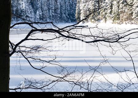 Immagine del ramo di legno nella parte anteriore del background astratta della foresta di inverno Foto Stock
