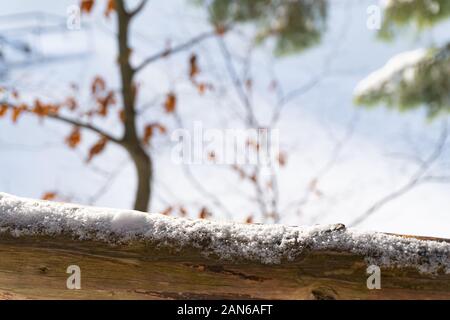 Immagine del ramo di legno nella parte anteriore del background astratta della foresta di inverno Foto Stock