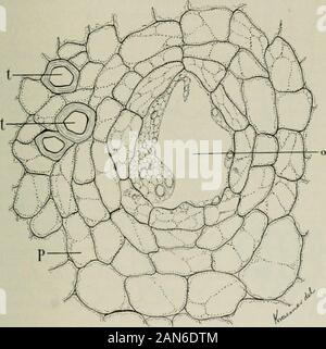 American journal of Pharmacy . Croce e longitudinalsections che mostra le diverse forme di cellule di pietra. completi composti di diversi file di sottili cellule. Lo xilema avviene inrays costituita da piccoli gruppi di interruzione di trachee che areseparated dal parenchima di legno. Le trachee sono da otto a tentimes fintanto che essi sono larghe, le pareti per la maggior parte essendo Am. Jour. Pharm.Luglio, 1911. | Farmacognosia di Echinacea. 321 contrassegnato con semplici a fessura per pori, sebbene anulare e reticulatemarkings si verificano anche. In tra i raggi dello xilema si verificano broadwedges costituito da dieci a venti fila radiale Foto Stock