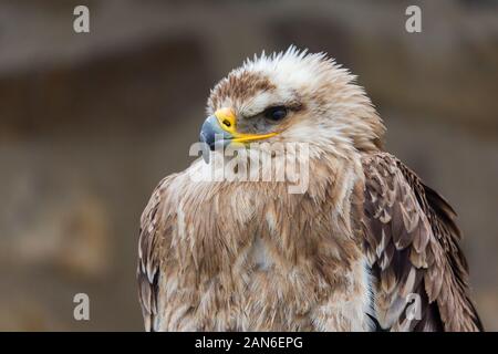 Profilo di un eliaca aquila - meglio conosciuto come Aquila Imperiale Orientale. Ritratto di rapace con testa rivolta verso sinistra. Occhio, becco, piume. Foto Stock