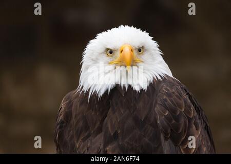 Primo piano di aquila calva (haliaeetus leucocephalus), guardando in lontananza. Particolare di becco, occhi, piume bianche. Nero, sfondo neutro) Foto Stock