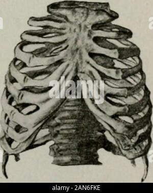 Cura e alimentazione dei lattanti e dei bambini; un libro di testo per infermieri qualificati . FiG. S.-torace di adulto. Fig. 6.-torace del neonato. ing e abbassando le nervature, insieme con l'azione del diaframma,qualsiasi deformità delle ossa del torace è una seria minaccia tohealth. Tale deformazione può derivare da rachitismo, interferenza 14 cura dei neonati e dei bambini nel respirare attraverso il naso, applicate posi-zioni che il bambino non è in grado di per sé tomaintain, come pure da malattie thoracicorgans stessi. Il midollo spinale la colonna vertebrale è composta da trenta-tre segmenti, chiamate vertebre (Fig. 7). Ho Foto Stock