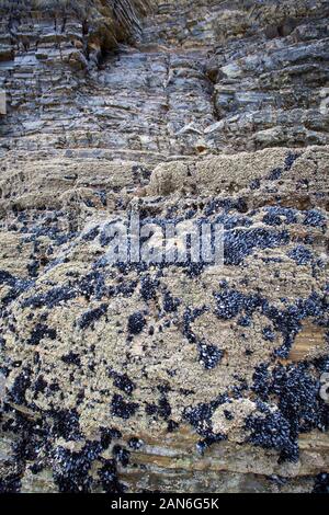 Wild cozze regolate su rocce di mare Foto Stock