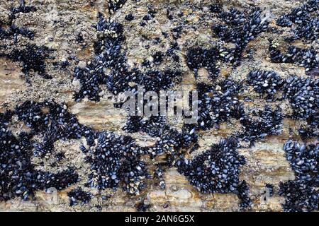 Wild cozze regolate su rocce di mare Foto Stock