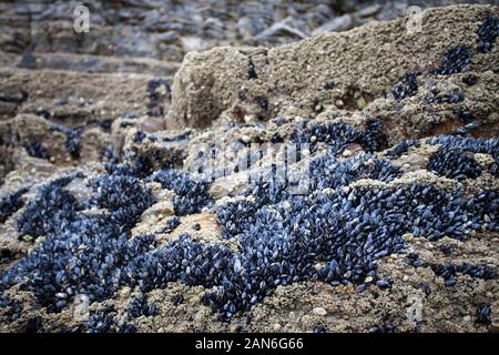 Wild cozze regolate su rocce di mare Foto Stock