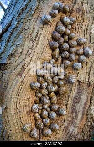 Snails Helix aspersa sopra Wintering in un gruppo grande sopra Un tronco di albero Nord Norfolk Foto Stock