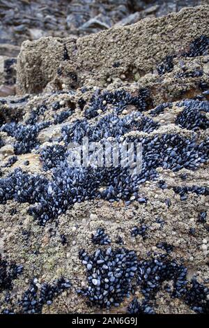 Wild cozze regolate su rocce di mare Foto Stock