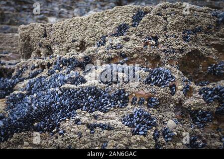 Wild cozze regolate su rocce di mare Foto Stock