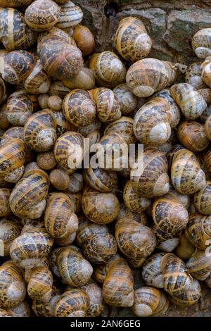 Snails Helix aspersa sopra Wintering in un gruppo grande sopra Un tronco di albero Nord Norfolk Foto Stock