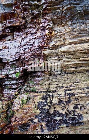 Wild cozze regolate su rocce di mare Foto Stock