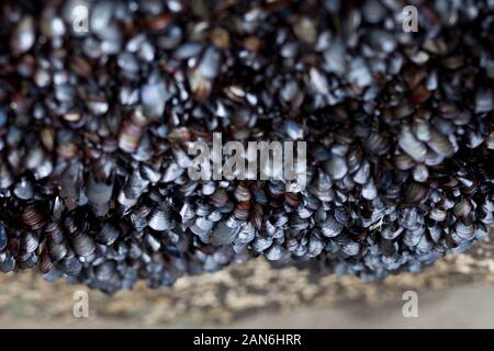 Wild cozze regolate su rocce di mare Foto Stock