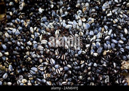 Wild cozze regolate su rocce di mare Foto Stock