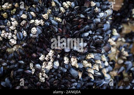 Preziosa wild cirripedi e cozze depositatesi su di una roccia sul mare Foto Stock