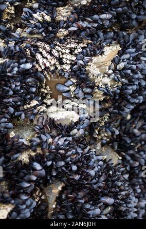 Preziosa wild cirripedi e cozze depositatesi su di una roccia sul mare Foto Stock