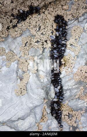 Wild cozze vena regolate su rocce di mare Foto Stock