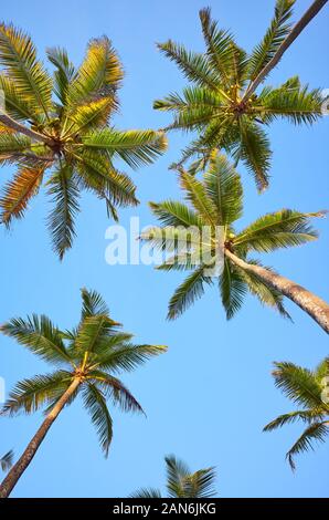 Guardando il palme di cocco contro il cielo blu. Foto Stock