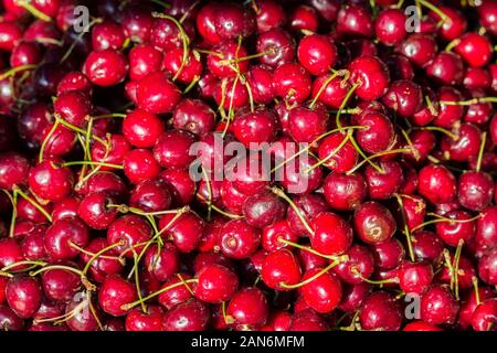 Vista su ciliegie rosse fresche. Le ciliegie sono una polpa carnosa (frutto di pietra) e appartengono al genere di prunus (alberi e arbusti con frutti come ciliegie). Foto Stock