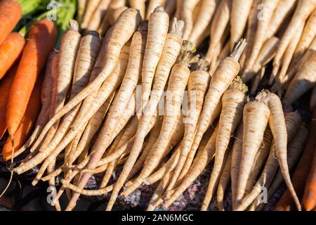 Primo piano di carote fresche e bianche. In vendita sul mercato di Praid. Di solito le carote sono di colore arancione, tuttavia esistono cultivar di colore bianco. Foto Stock