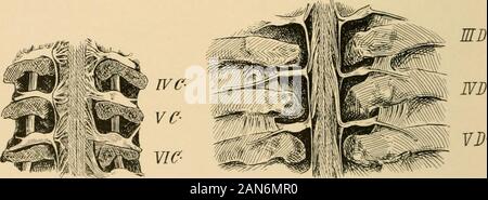 Il trattamento delle fratture . Fig. 71.-Il cavo di alimentazione e le relative membrane in relazione ad una vertebra (schema) : un, Extraduralspace; b, dura, c, subaracnoidea spazio; rf, midollo spinale. Fig. 72. -Sezione frontale di quarta, quinta e sesta vertebra cervicale andCord, che mostra le origini di spinalnerve-radici (dopo Riidinger). Fig. 73--sezione frontale del terzo, quarto, e fifthdorsal vertebre, mostrando il corso oblique ol nerve bundies acceso verso il basso (dopo Riidinger). ultimo dorsale e lombare superiore nervi. Più basso è il spinalnerves derivano, il più lungo è il loro corso intraspinale. I puntidel origine del sp Foto Stock