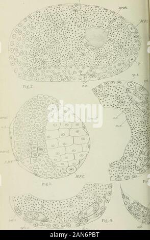 Rivista trimestrale di microscopiche scienza . nd sesto segmenti con i loro rispettivi condotti ; phx., faringe :(.gr.7 tegumentario nephridia del settimo segmento ; b.c, cavità buccale ;ES, ganglio cerebrale ; plujl., ghiandola faringea-cell. Fig. 19.-sezione longitudinale della porzione anteriore di un embryoabout 6 mm. in lunghezza, mostrando il primario nephridia faringea e thebuds di quelli secondari derivanti sui condotti, d.v., dorsale nave;lat.OE.v., laterale nave esofagea. Fig. 20.-Tre embrioni di età tipica di Pheretima rodri-C ens è mostrato in dimensione naturale. Una è un embrione di circa 4 Foto Stock