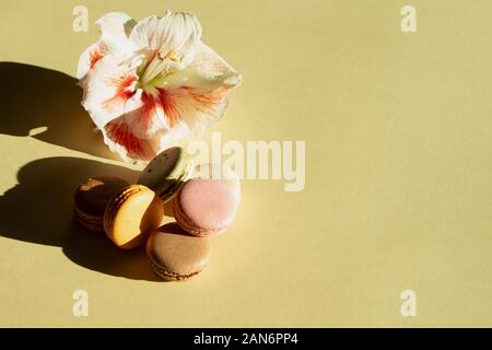 Composizione contemporanea macarons pastello e fiore Amaryllis sulla luce backgraund giallo con ombra scura. Foto Stock